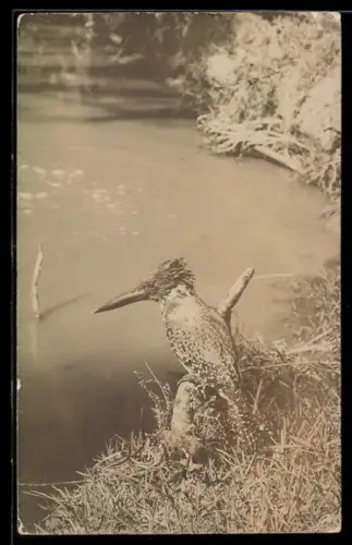 Foto-AK Wasservogel am Ufer