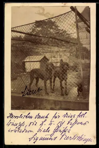 Foto-AK Jagdhunde im Freiluft-Zwinger, Hundehütten