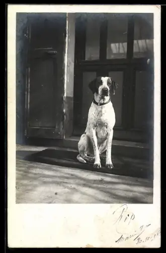 Foto-AK Jagdhund auf der Matte vor einer Tür