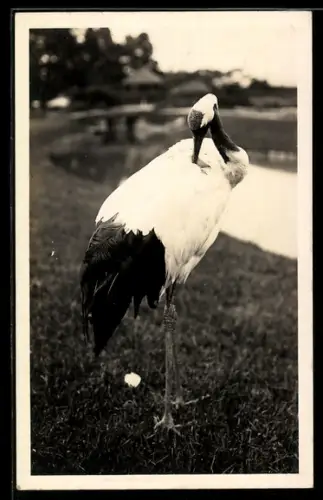 Foto-AK Sich putzender Storch an einem Gewässer