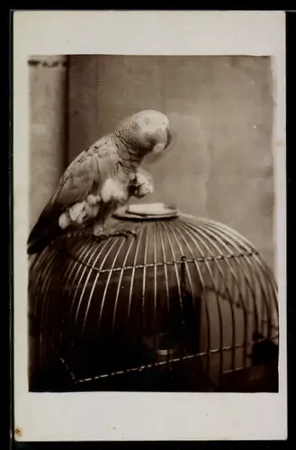 Foto-AK Papagei auf einem Käfig