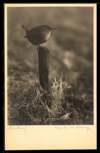Foto-AK Zaunkönig auf einem Baumstumpf
