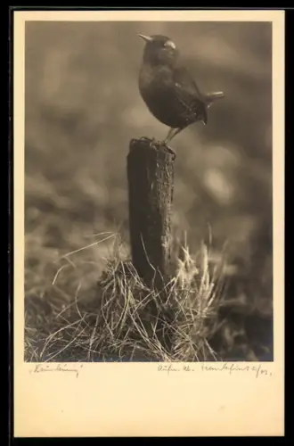 Foto-AK Zaunkönig, auf einem Baumstumpf sitzend
