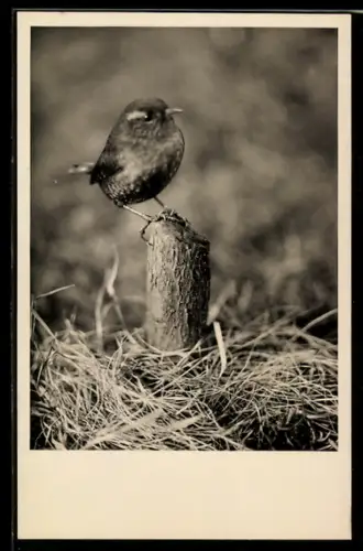 Foto-AK Zaunkönig auf einem Baumstumpf im Stroh