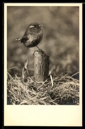 Foto-AK Zaunkönig, sitzend auf einem Baumstumpf