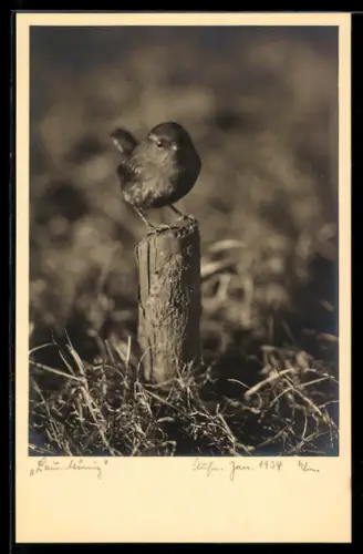 Foto-AK Zaunkönig auf einem Baumstumpf, mit Blick in die Linse