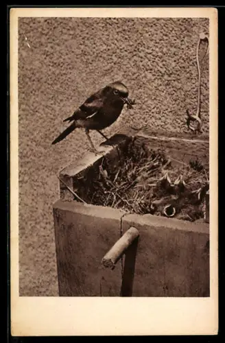 Foto-AK Vogel mit Futter für die Jungen, Nest im Nistkasten