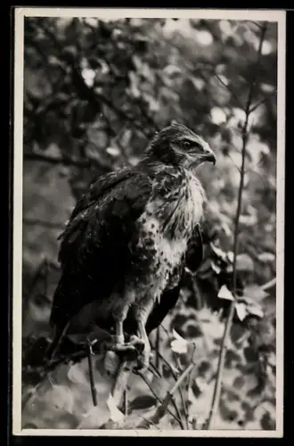 Foto-AK Junger Mäusebussard auf einem Ast