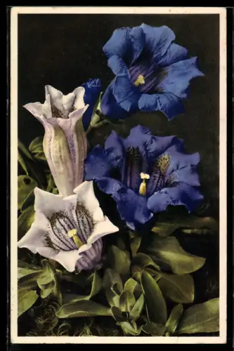Foto-AK Emanuel Gyger: Gentiana Kochiana - Koch`scher Enzian