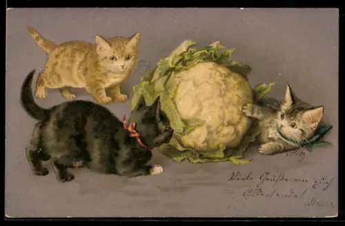 AK Drei Kitten spielen mit einem Blumenkohl