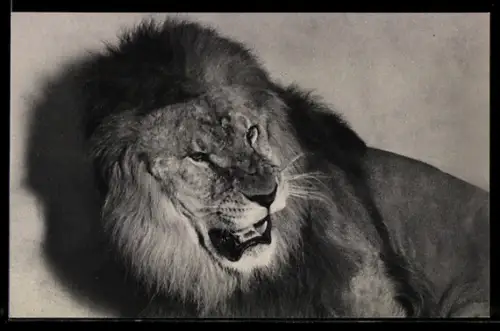 AK Paris / Bois de Vincennes, Parc Zoologique, Löwe im Zoo