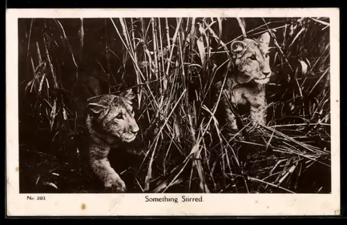 AK Something Stirred, Löwenweibchen im hohen Gras