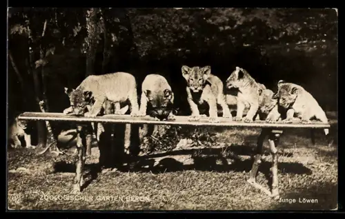 AK Junge Löwen im Zoologischen Garten Berlin