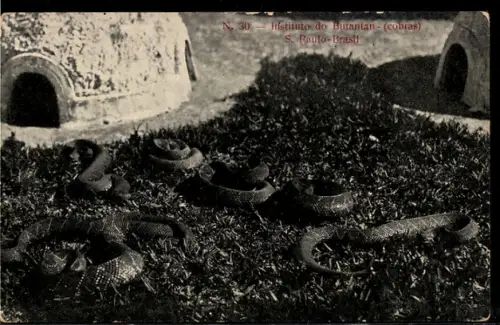 AK St. Paulo, Instituto Butantan, Kobras