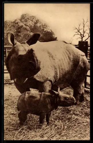 AK Whipsnade Park, Indian Rhinoceros and Baby
