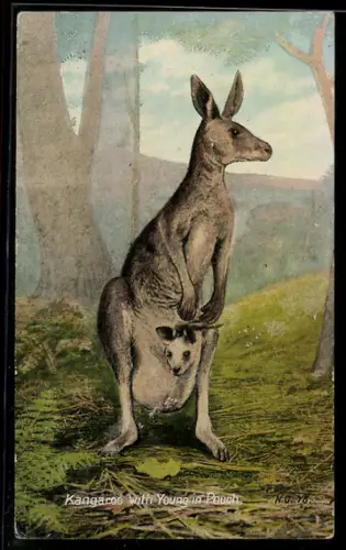 AK Kangaroo with Young in Pouch