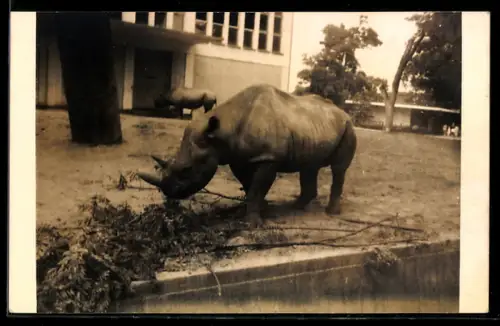 Foto-AK Nashorn mit Laub in einem Freigehege, Gebäude, Wassergraben