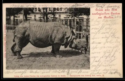 AK Berlin, Zoo, Nashorn im Freigehege