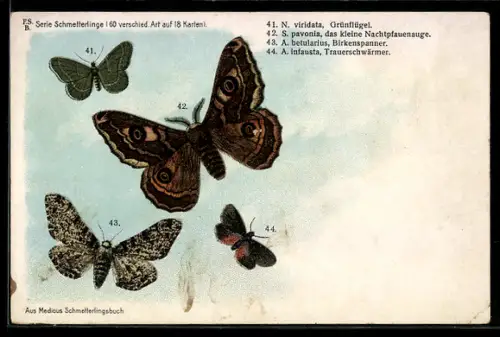 Lithographie Grünflügel, Kleines Nachtpfauenauge, Birkenspanner u. Trauerschwärmer