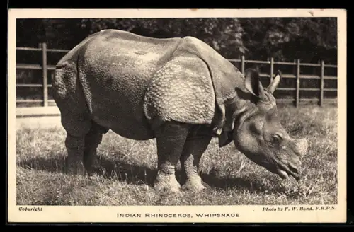 AK Whipsnade, Indian Rhinoceros