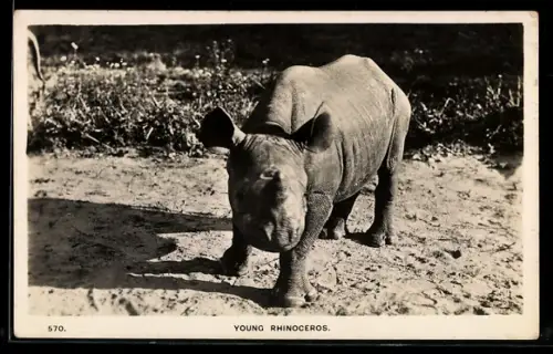 AK Young Rhinoceros, junges Nashorn