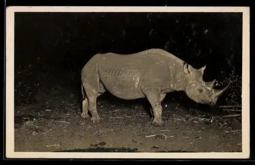 Foto-AK Nashorn in freier Wildbahn bei Nacht