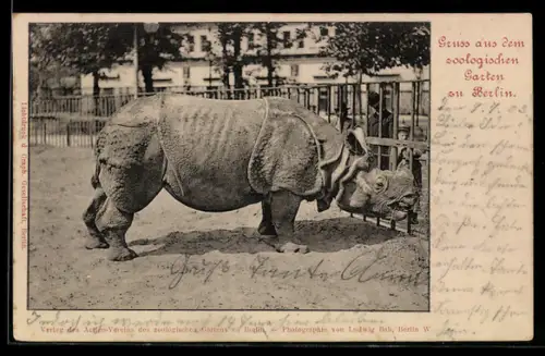 AK Berlin, Nashorn und Zoobesucher am Gitter im Aussengehege