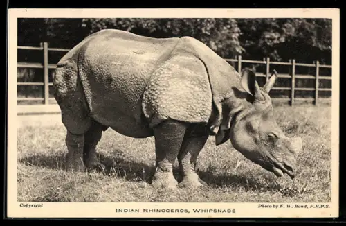 AK Whipsnade, Indian Rhinoceros, Portrait