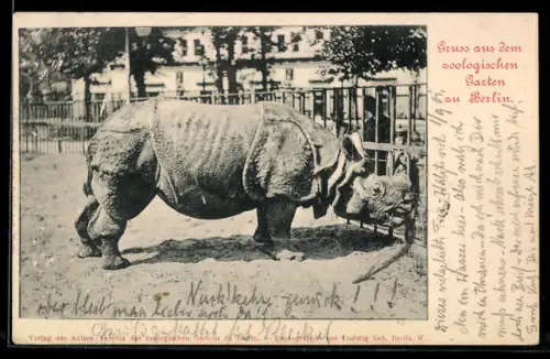 AK Berlin, Nashorn und Zoobesucher am Gitter im Aussengehege