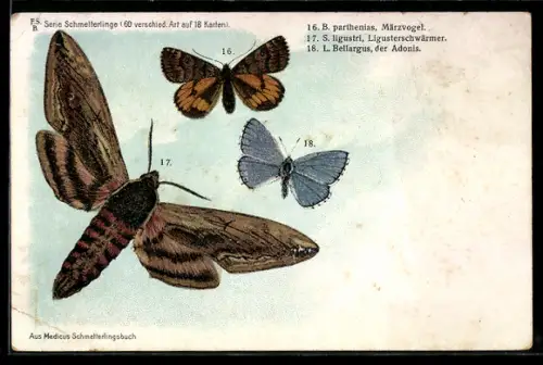 Lithographie Märzvogel, Ligusterschwärmer und Adonis