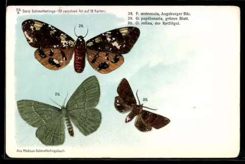 Lithographie Augsburger Bär, Grünes Blatt und Rotflügel