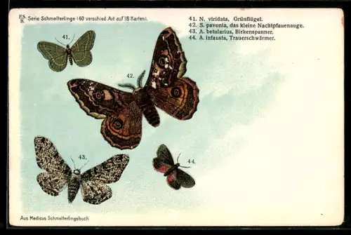 Lithographie Grünflügel, Kleines Nachtpfauenauge, Trauerschwärmer, Birkenspanner