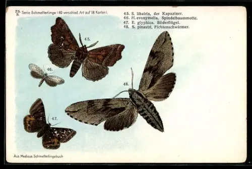 Lithographie Kapuziner, Spindelbaummotte, Bilderflügel und Fichtenschwärmer