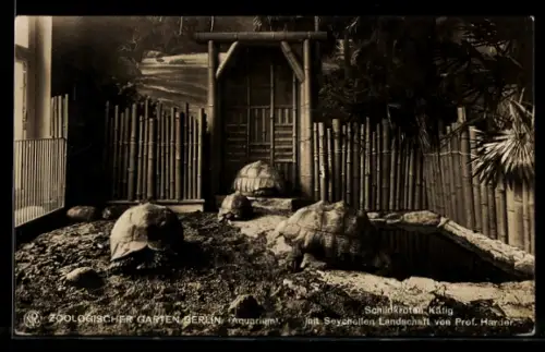 AK Berlin, Zoo, Aquarium, Schildkröten-Käfig, Seychellen-Landschaft