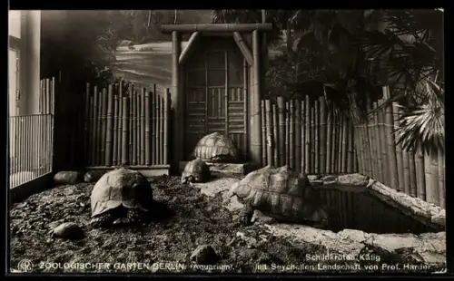 AK Berlin, Zoo, Aquarium, Schildkröten-Käfig, mit Seychellen-Landschaft