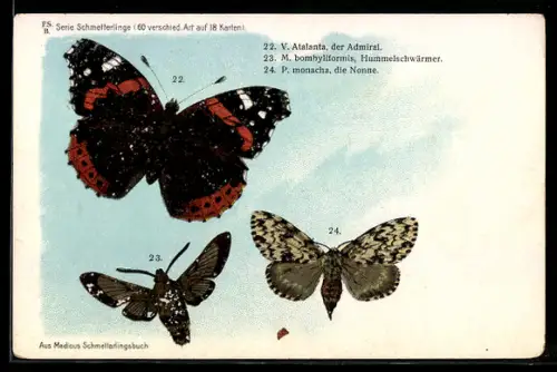 Lithographie Admiral, Hummelschwärmer und Nonne