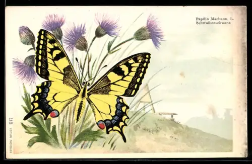 Lithographie Schmetterling Schwalbenschwanz mit Kornblumen