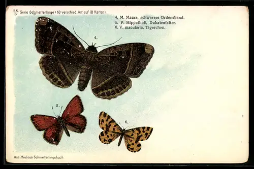 Lithographie Schwarzes Ordensband, Dukatenfalter und Tigerchen