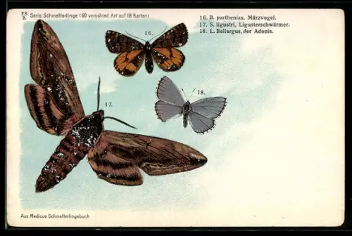 Lithographie Märzvogel, Ligusterschwärmer und Adonis