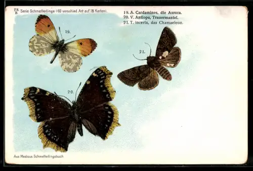 Lithographie Aurora, Chamaeleon und Trauermantel