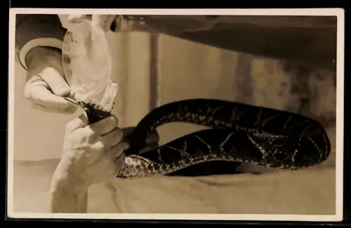 AK Sao Paulo, Instituto Butantan, Melken einer Giftschlange