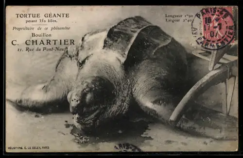 AK Paris, Riesenschildkröte 350 kg, Werbung Bouillon-Hersteller C. Chartier, 21 Rue du Pont-Neuf