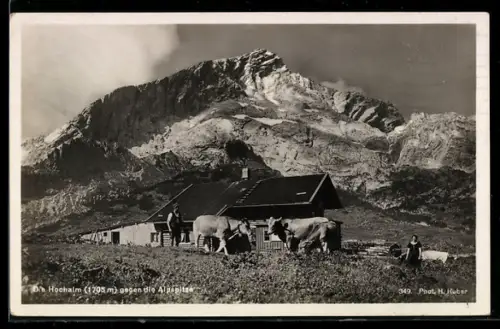 AK Lenggries, Hochalm, Alpenszenerie mit Almhütte und Vieh