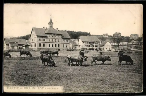 AK Braunlage /Oberharz, Partie mit Viehweide und Gebäuden