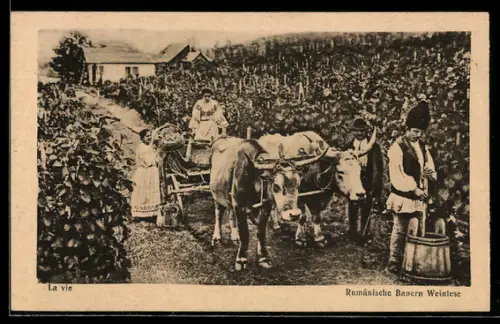 AK Rumänische Bauern bei der Weinlese