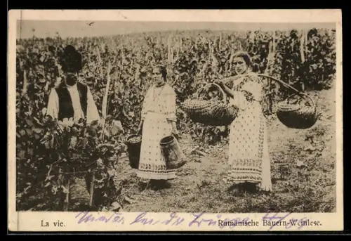 AK Rumänische Bauern bei der Weinlese