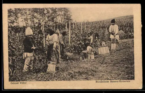 AK Rumänische Bauern bei der Weinernte