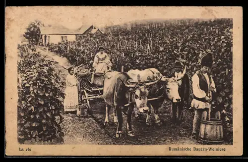AK Rumänische Bauern in Trachten bei der Weinlese mit einem Ochsengespann