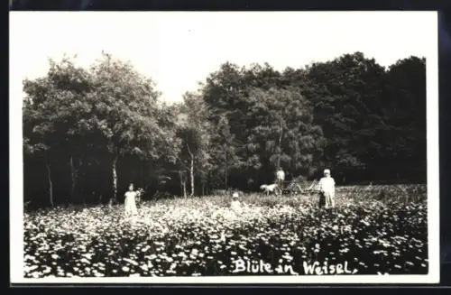 Foto-AK Weisel /Rhein, Blüte, Blumenwiese, Kinder