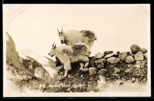 AK Mountain Goat, Schneeziegen im Gebirge